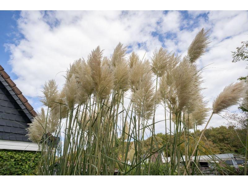 Renesse, Bongerd 30 - "Lotus" - Image 20