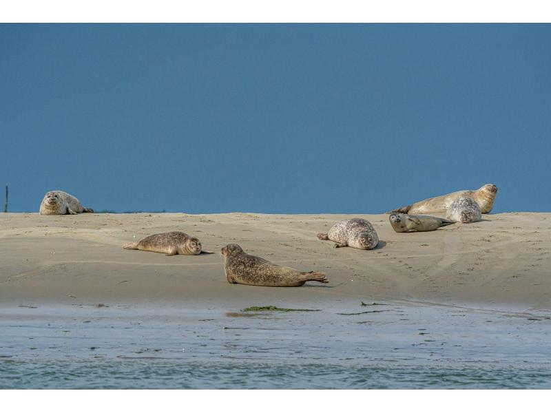 Renesse, Beachpark 74 - Image 31